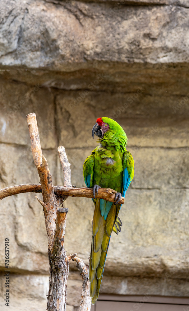 Wild parrot bird, green parrot Great-Green Macaw, Ara ambigua Wild parrot bird, green parrot Great-Green Macaw, Ara ambigua