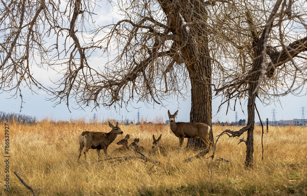 Adorable deer at Rocky Mountain Arsenal National Wildlife Refuge, Colorado. Adorable deer at Rocky Mountain Arsenal National Wildlife Refuge, Colorado.