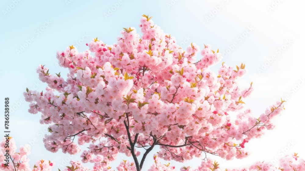 Blossom of a cherry tree Blossom of a cherry tree