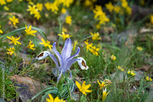 Iris fine leaved is a wild flowering plant of the steppes of Southern Kazakhstan, growing on clay soil. © Lana Kray