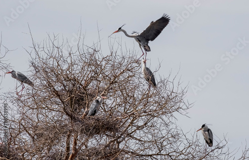 Beautiful wild birds, great gray herons nest on one tree with a whole family of several pairs