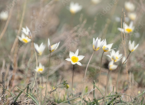 A whole glade of Turkestan tulip, a small white flower with a yellow center. wild primrose flower and symbol of spring on green steppe
