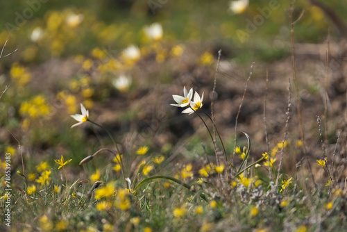 flowers of the Turkestan tulip, a small white flower with a yellow center. wild primrose flower and symbol of spring in the green steppe among other flowers