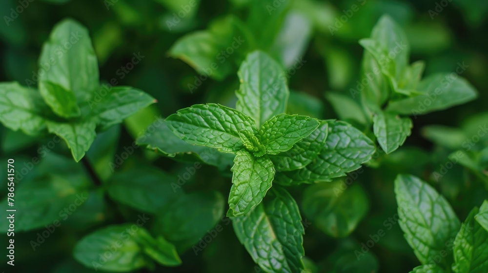 Mint leaves of peppermint plant Mentha piperita Mint leaves of peppermint plant Mentha piperita