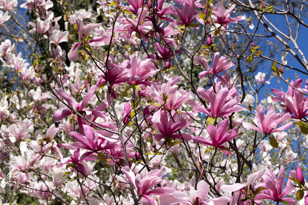 Pink magnolias. Blooming magnolia tree in the garden in spring. Beautiful delicate blurred floral background, bokeh. Pink magnolias. Blooming magnolia tree in the garden in spring. Beautiful delicate blurred floral background, bokeh.
