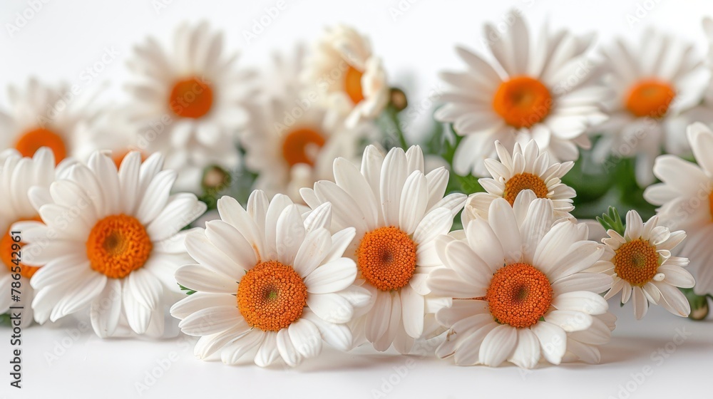 The beautiful flower of chamomile is isolated on a white background. - obrazy, fototapety, plakaty 