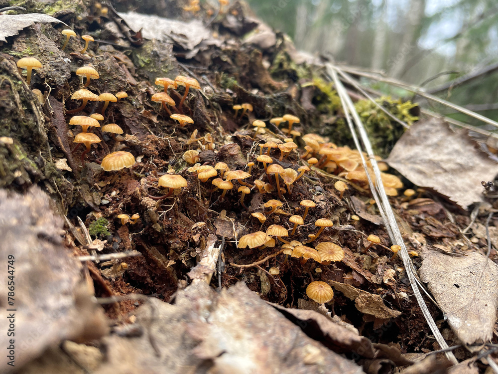 a group of small mushrooms with orange caps on the ground a group of small mushrooms with orange caps on the ground