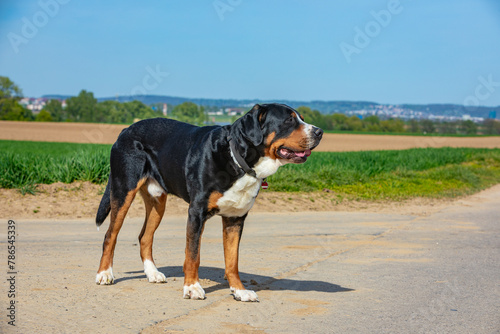 cute swiss mountain dog standing