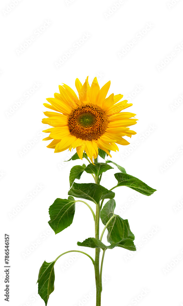 Fototapeta premium Yellow flower sunflower ( Helianthus annuus ) with green leaves on white background with space for text