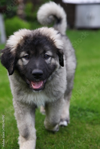 Ein süßer Kaukasischer Hirtenhund Welpe