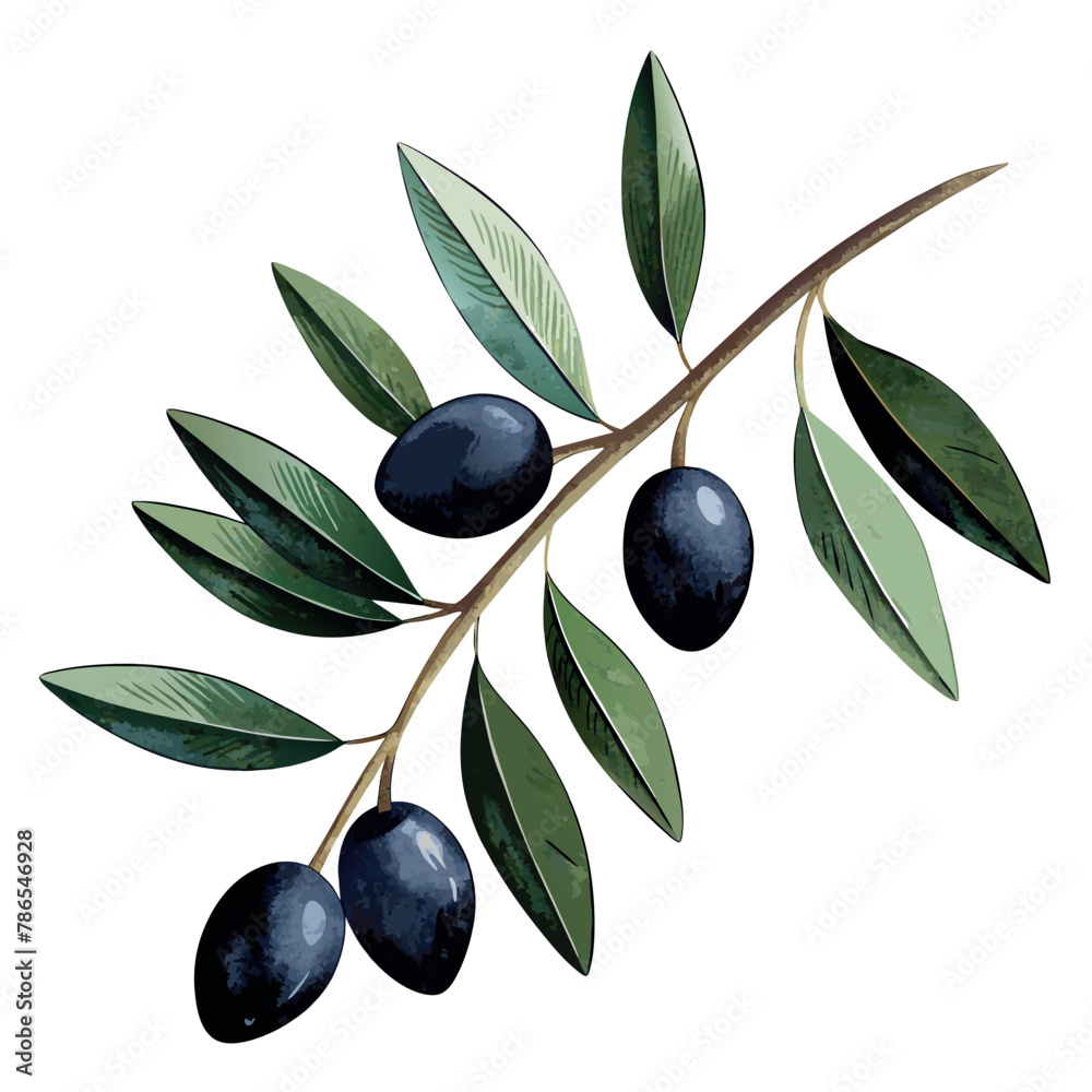 A leafy olive tree branch with three olives on it. The olives are dark and shiny A leafy olive tree branch with three olives on it. The olives are dark and shiny
