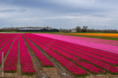 Tulip fields in April. Wind turbines produce green energy. Spring in the Netherlands, the famous Dutch tulip fields. Colourful tulips.