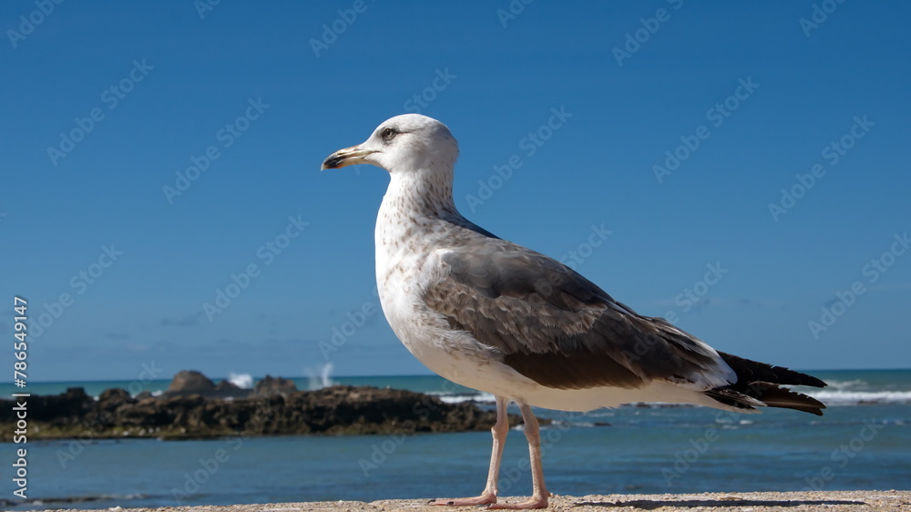 Yellow-legged gull (Larus michahellis) perched on a wall along the waterfront at the port in Essaouira, Morocco