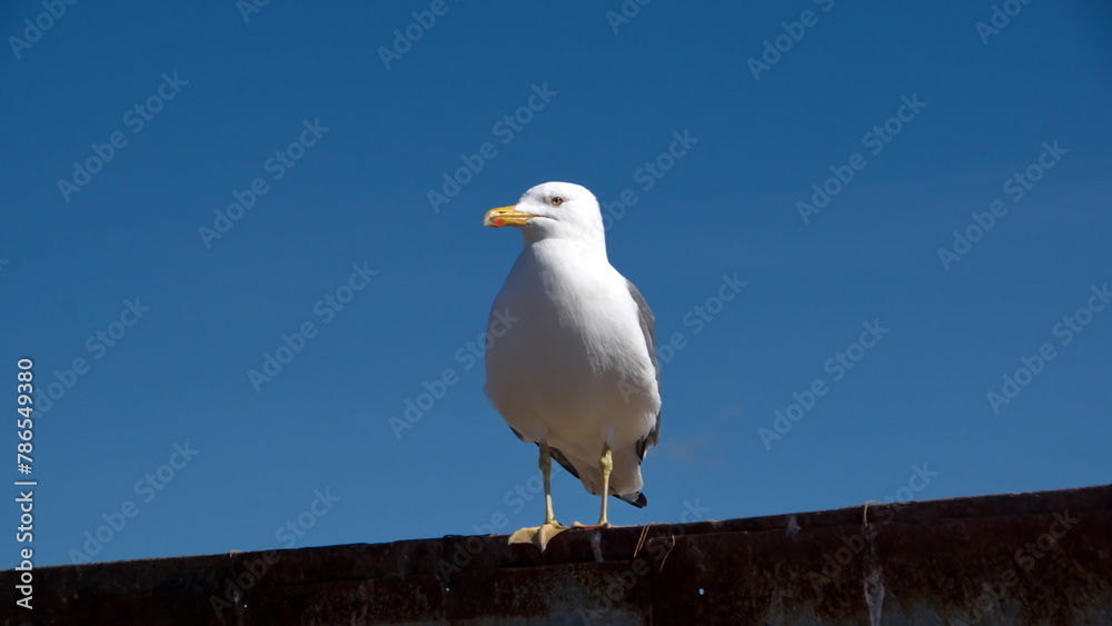Yellow-legged gull (Larus michahellis) perched on a wall at the port in Essaouira, Morocco Yellow-legged gull (Larus michahellis) perched on a wall at the port in Essaouira, Morocco