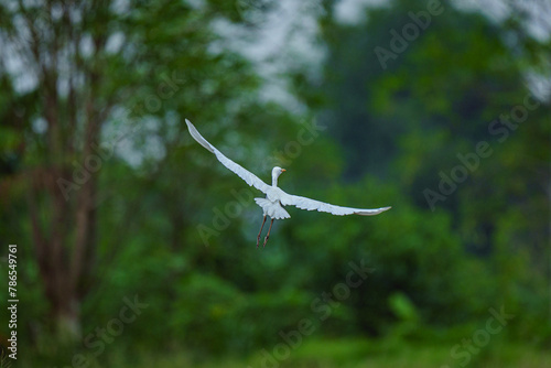 Bird Crane flying in the field