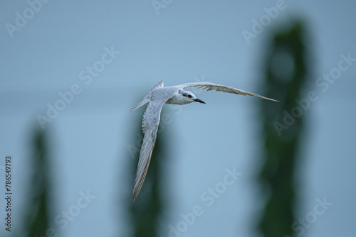 Whiskered Tern - Fly in field feeding some food