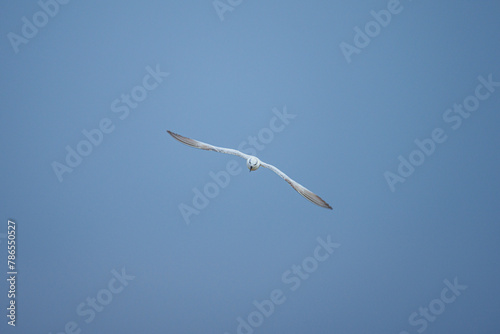 Whiskered Tern - Fly in field feeding some food