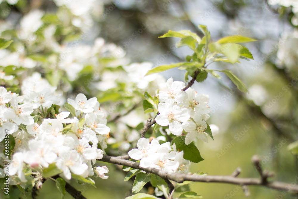 Blossoming apple tree. What a beautiful nature. Blossoming apple tree. What a beautiful nature.