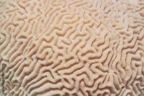 Abstract background  - Organic texture of the hard brain coral