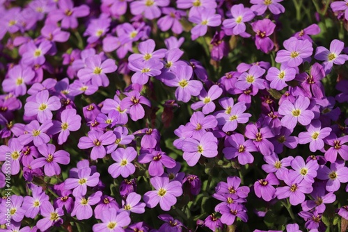 Blaukissen mit violetten Blüten