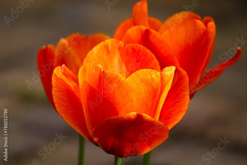 Blüte von Tulpen in rot orange