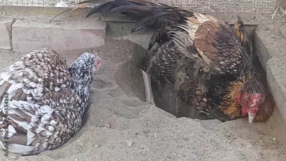 Slow motion of Aseel Rooster and hens bathe in sand. The rooster is ...