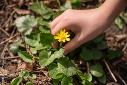 Small yellow flower in the hands of a child on a background of green leaves