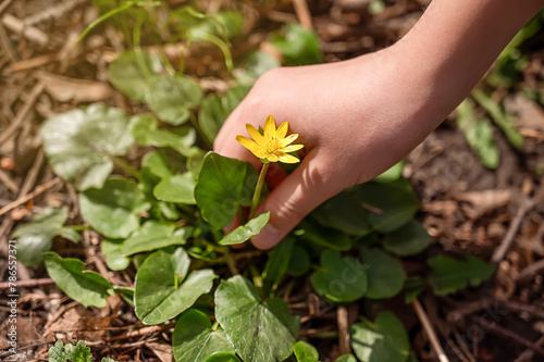 Small yellow flower in the hands of a child on a background of green leaves