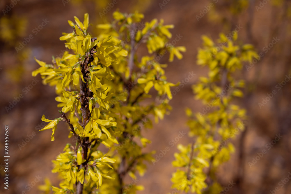 Forsythia blooming in early spring, close-up Forsythia blooming in early spring, close-up