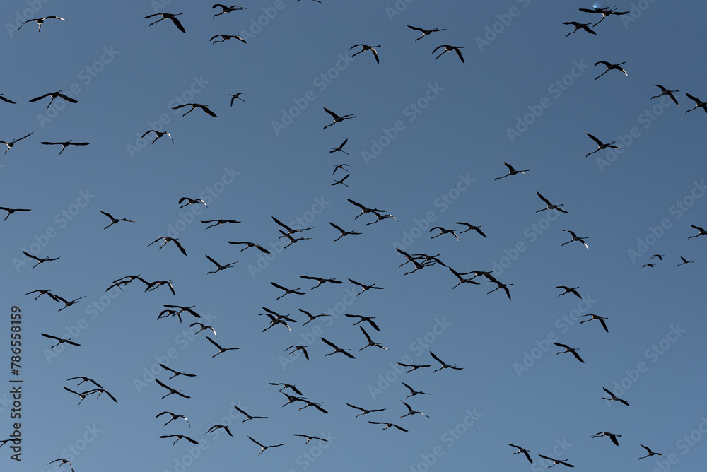 Fototapeta premium Azure Symphony: Majestic Flamingo Flight