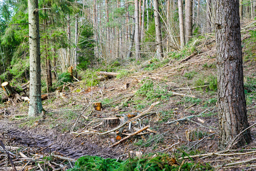 Many tree branches on the ground in the forest after sanitary felling trees, chipping material