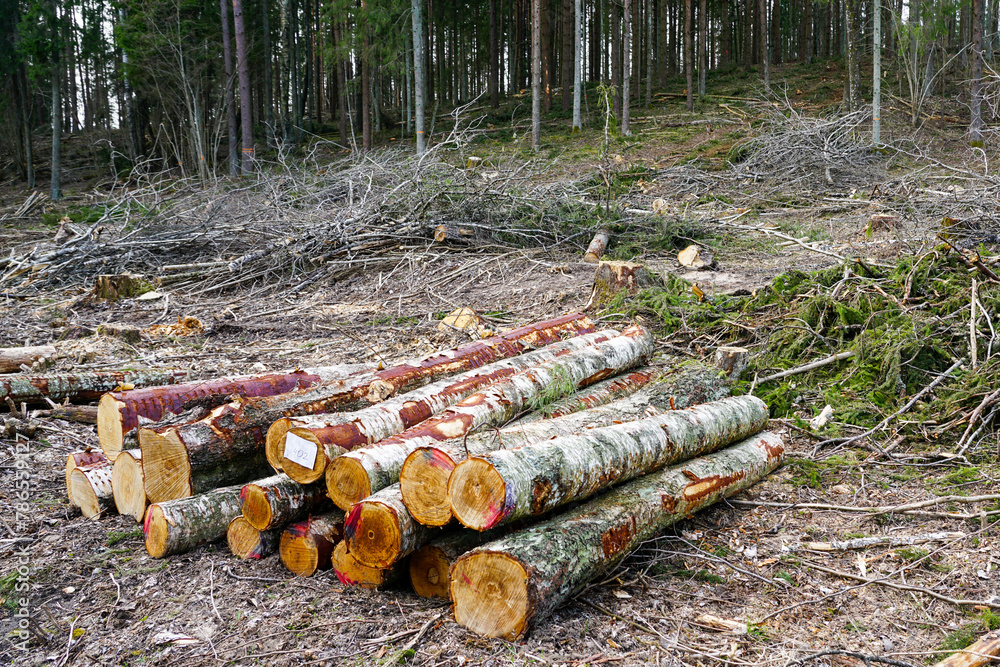 Round rough tree logs and tree branches at the edge of the forest after sanitary felling, forestry Round rough tree logs and tree branches at the edge of the forest after sanitary felling, forestry