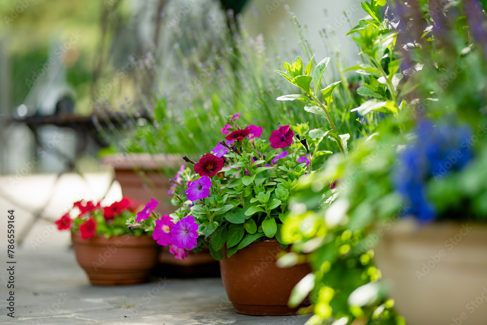 Beautiful purple petunia flowers blossoming in flower pots in a backyard. - obrazy, fototapety, plakaty 