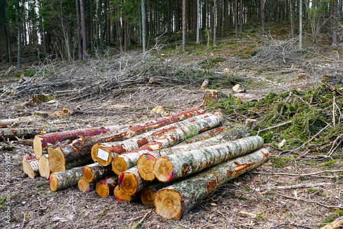 Round rough tree logs and tree branches at the edge of the forest after sanitary felling, forestry
