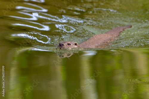 European river otter (Lutra lutra) swimming in stream