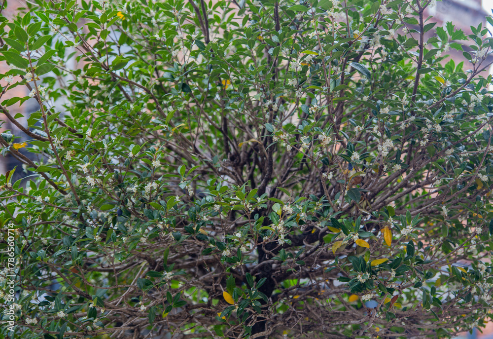 A large lush tree with green and yellow leaves. Tree with spreading branches.