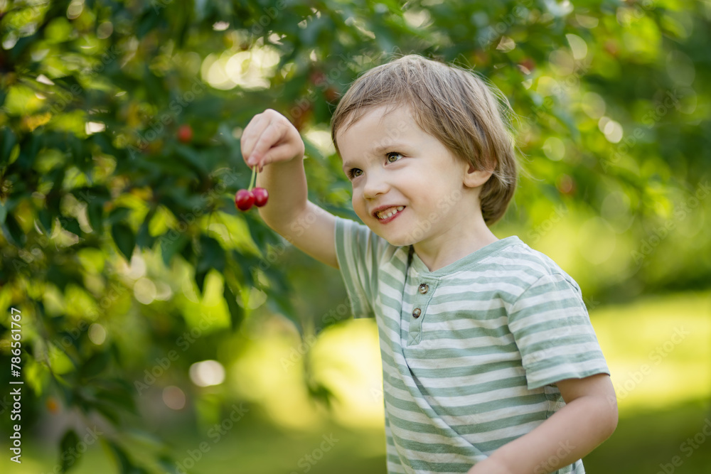 Cute little boy eating fresh organic cherries freshly harvested from the tree on sunny summer day. Kid having fun on a cherry orchard. Cute little boy eating fresh organic cherries freshly harvested from the tree on sunny summer day. Kid having fun on a cherry orchard.