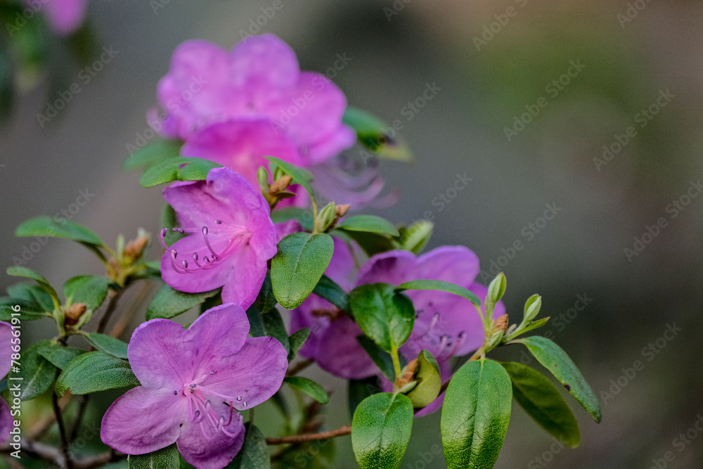 Beautiful spring tree flowers. Rhododendron flower. Azalea Rhododendron Flower. Purple Rhododendron. Beautiful spring tree flowers. Rhododendron flower. Azalea Rhododendron Flower. Purple Rhododendron.