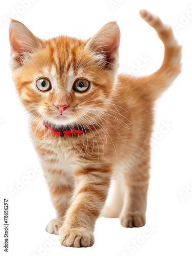 PNG Orange tabbie kitten mammal animal pet