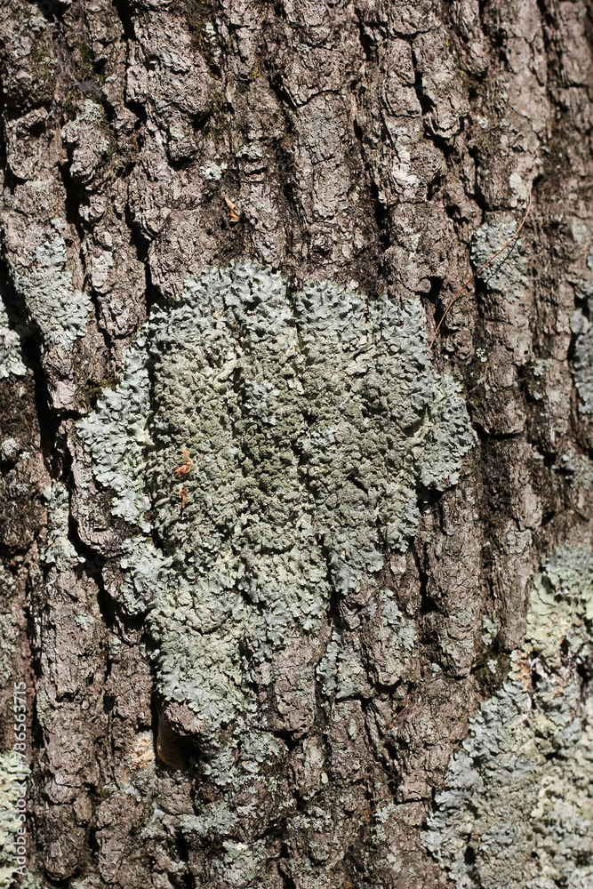 Fototapeta premium bark of a tree
