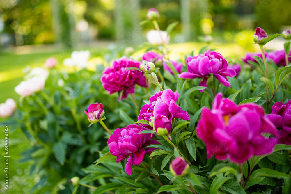 Obraz premium Beautiful pink peonies blossoming in the garden on summer evening. Beauty in nature.