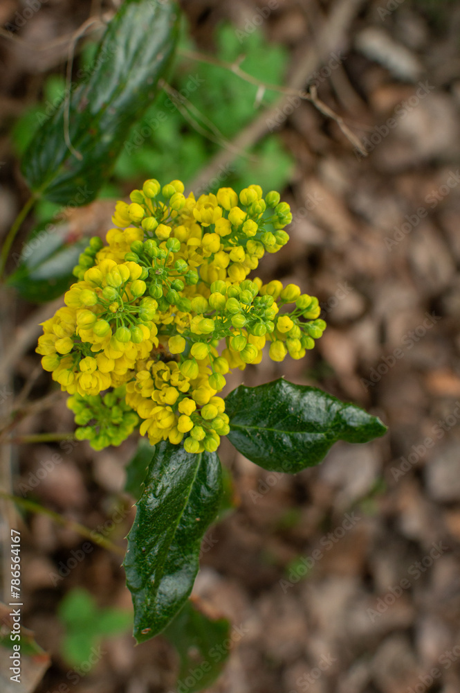 Mahonia blossoming Mahonia blossoming