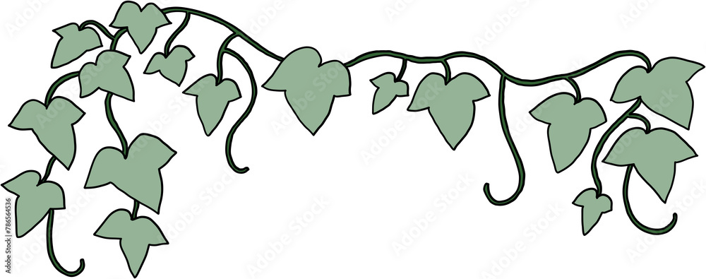 Fototapeta premium ivy plant drawing illustraivy plant drawing illustration.tion.