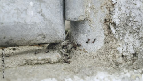 Observing Fire Ants in Outdoor Activity. High quality 4k footage