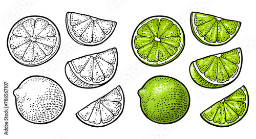 Lime whole and slice. Vintage vector engraving illustration © MoreVector