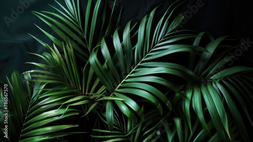 palm leaves against a sleek black backdrop.