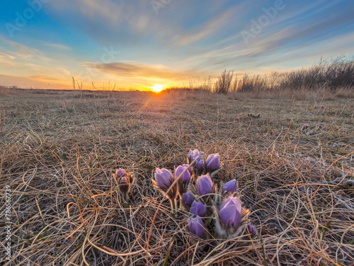 Pasqueflowers at sunset on the prairies photo