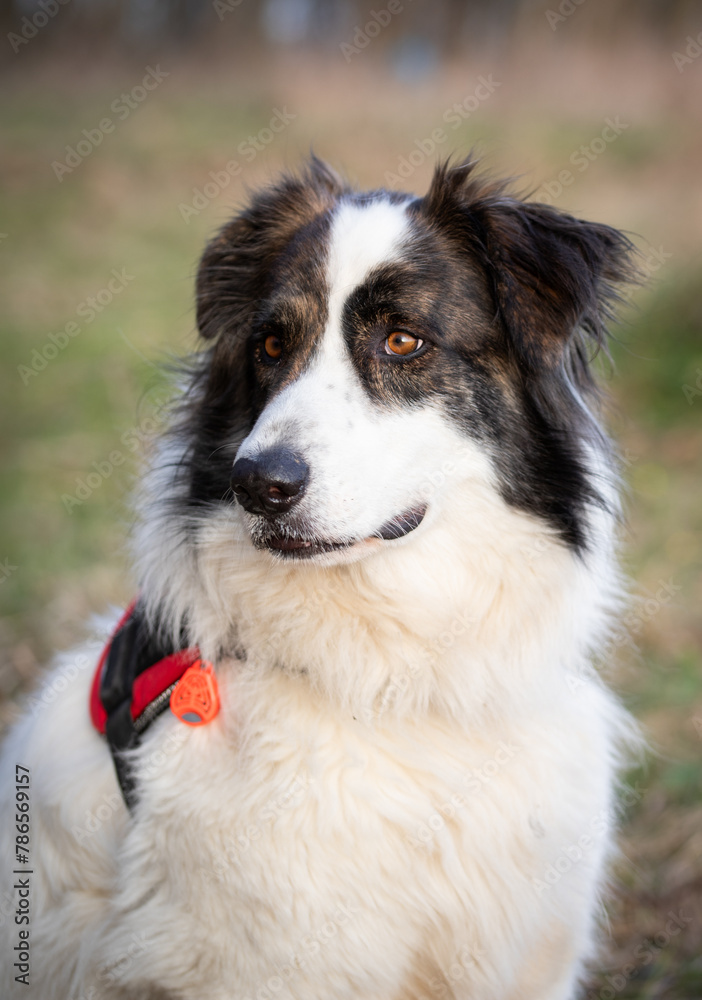 cute white dog portrait