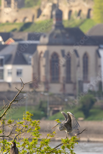 Graureiher - Grey Heron - Ardea cinerea photo
