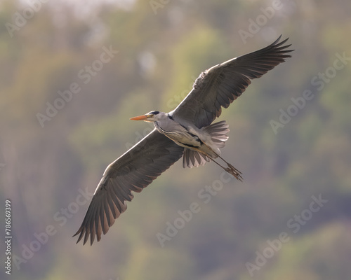 Graureiher - Grey Heron - Ardea cinerea © Guenther